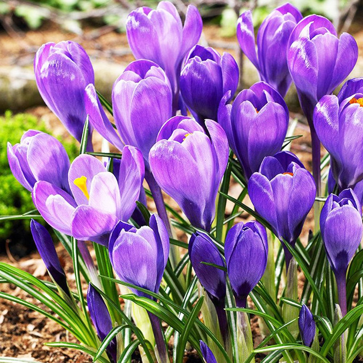 Großblütiges Krokusse Crocus Remberance 10 st Preise und Meinungen