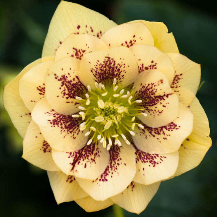 Christrose Helleborus Double Ellen Yellow Spotted St Preise Und