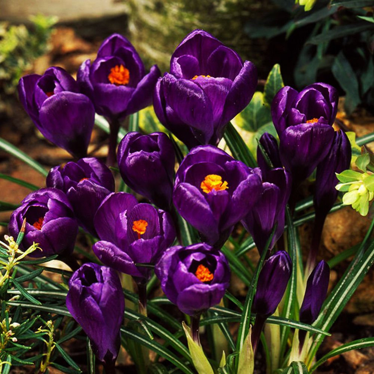 Kiepenkerl Gartenkrokus Mega-Pack - Bunte Krokusmischung Für Frühe Blütenpracht