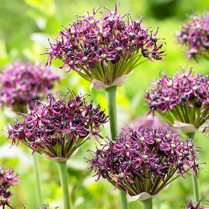 Allium Kugellauch Atropurpureum 5 st.