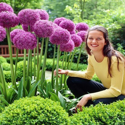 Allium Riesenlauch Giganteum 1 st.