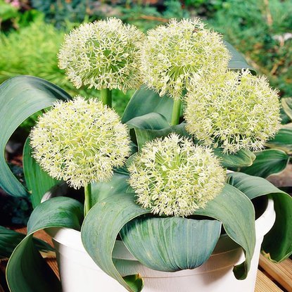 Allium Zierlauch Ivory Queen 3 st.
