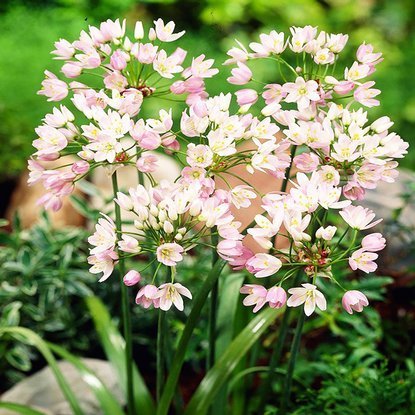 Allium Zierlauch Roseum 20 st.