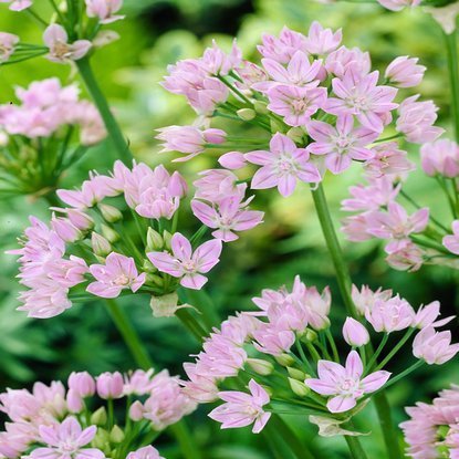 Allium Zierlauch Unifolium 20 st.