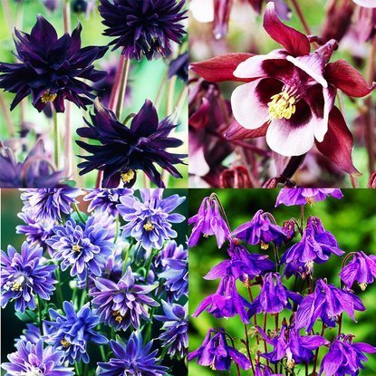 Aquilegia-Set - Dusky-Akelei 4-tlg.