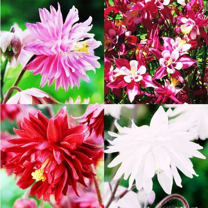 Aquilegia-Set - Dusky-Akelei 4-tlg.