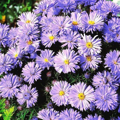 Aster Wild Lady in Blue 1 st.