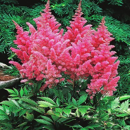 Astilbe Prachtspiere Gloria Purpurea 1 st.