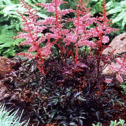 Astilbe Prachtspiere Key West 1 st.