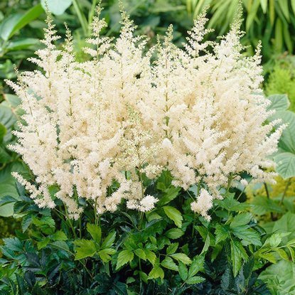 Astilbe Weiße Prachtspiere Diamant 1 st.