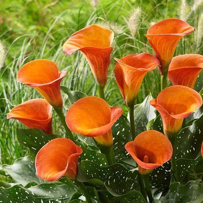 Calla Zantedeschie Orange 1 st.