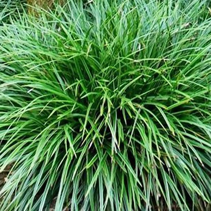 Carex Japan Segge Oshimensis Evergreen 1 st.