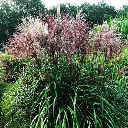 Chinaschilf Ziergräser Miscanthus Malepartus 1 st.