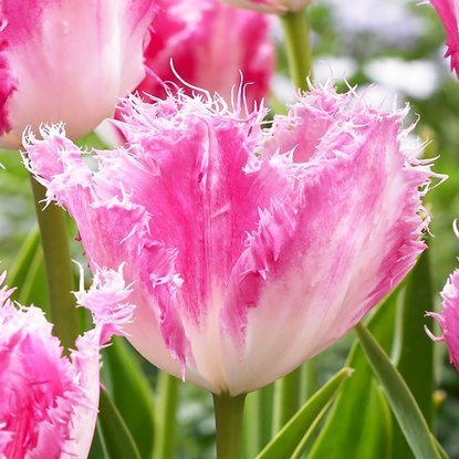 Crispa Tulpe Huis ten Bosch 5 st.