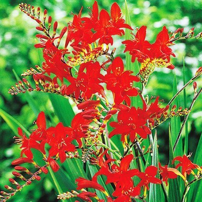 Crocosmia Montbretien Lucifer 5 st.