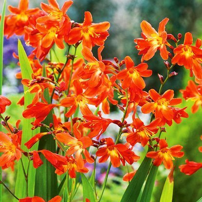 Crocosmia Montbretien Red King 10 st.