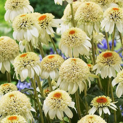 Echinacea Gefüllter Sonnenhut Milk Shake 1 st.