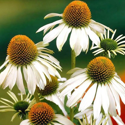 Echinacea Sonnenhut Alba 1 st.