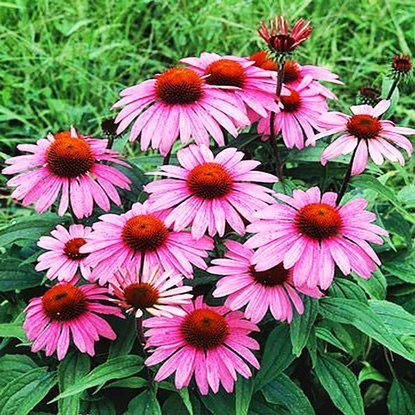 Echinacea Sonnenhut Magnus 1 st.