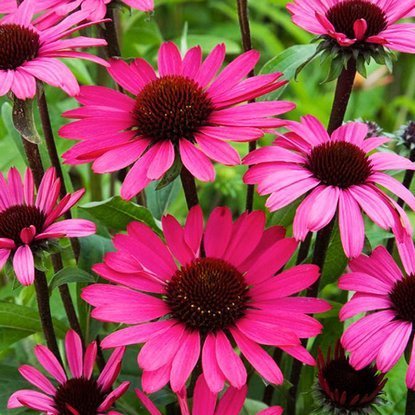 Echinacea Sonnenhut Ruby Giant 1 st.