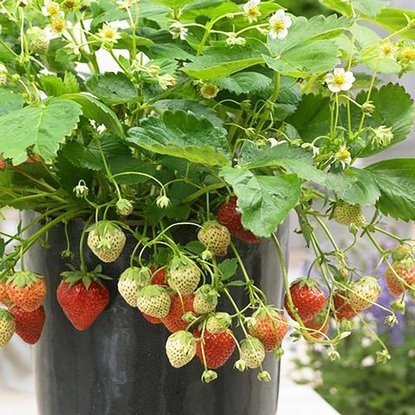 Erdbeeren Fragaria Korona 1 st.