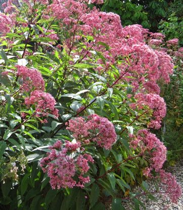 Eupatorium Wasserhanf Atropurpureum 1 st.