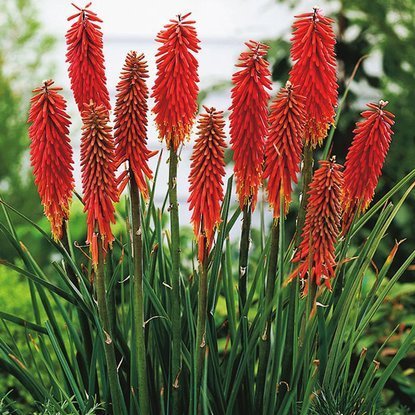 Fackellilien Kniphofia Nancy's Red 1 st.