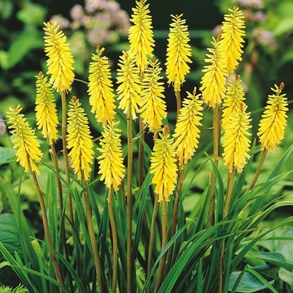 Fackellilien Kniphofia Vanilla 1 st.