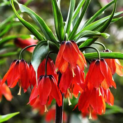 Fritillaria kaiserkrone schachbrettblume Aurora 1 st.