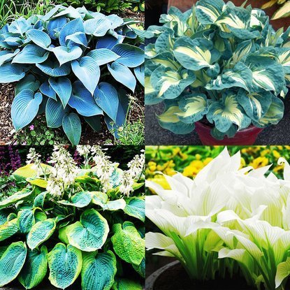 Funkia Hosta Bestseller-Set 2 - 4-tlg