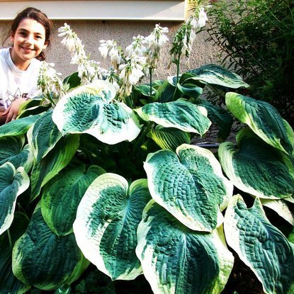 Funkie hosta Earth Angel 1 st.