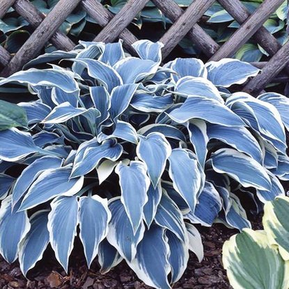 Funkie hosta El Nino 1 st.