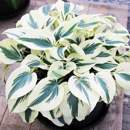 Funkie hosta Firn Line 1 st.