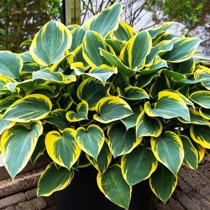 Funkie hosta First Frost 1 st.