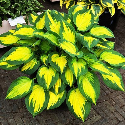 Funkie hosta Forbidden Fruit 1 st.