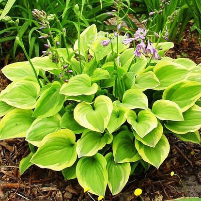 Funkie hosta Golden Tiara 1 st.