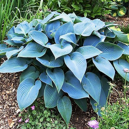 Funkie hosta Halcyon 1 st.