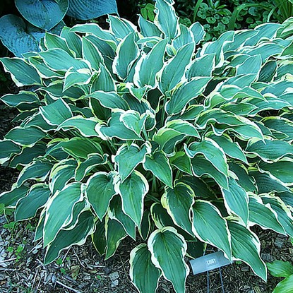 Funkie hosta Libby 1 st.