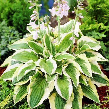 Funkie hosta Mama Mia 1 st.