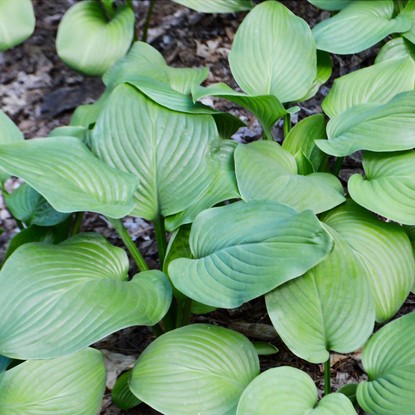 Funkie hosta Mojito 1 st.