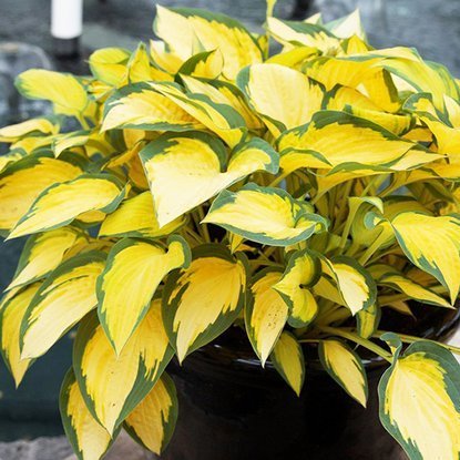 Funkie hosta Orange Marmalade 1 st.