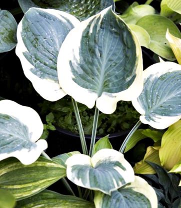 Funkie hosta Orion's Belt 1 st.