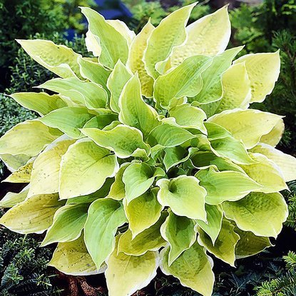 Funkie hosta Sunshine Glory 1 st.