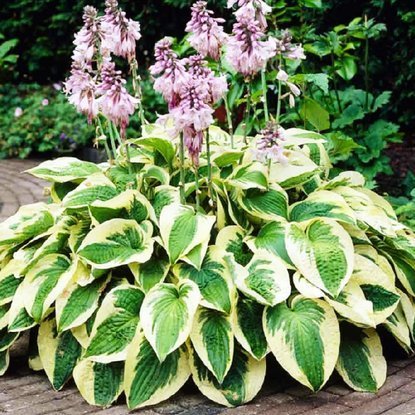 Funkie hosta Wide Brim 1 st.