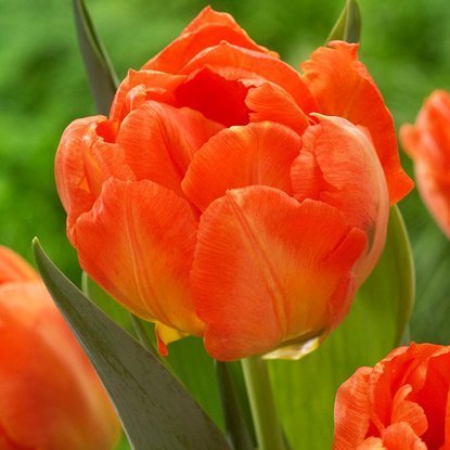 Gefüllte Tulpe Orange 5 st.