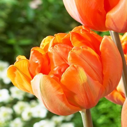 Gefüllte späte Tulpe Orange Princess 5 st.