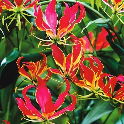 Gloriosa Ruhmeskrone Rotschildiana 1 st.