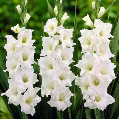 Großblumige Gladiole Weiß 5 st.
