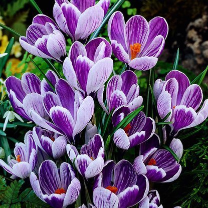 Großblütiges Krokusse Crocus King of de Striped 10 st.