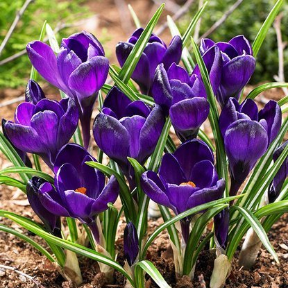 Großblütiges Krokusse Crocus Negro Boy 10 st.